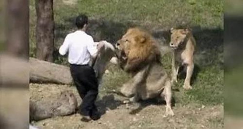Pastor entra na jaula dos Leões dizendo que Jesus iria lhe salvar, Mas algo deu errado; Veja no vídeo