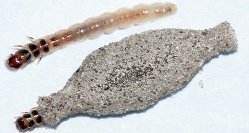 Quando você descobrir o porque que esse bichinho conhecido por TRAÇAS gosta tanto do seu GUARDA-ROUPA, vai ficar chocado!