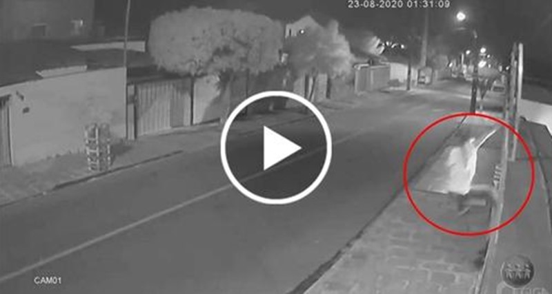 Ladrão vai Roubar residência leva choque elétrico na cerca e o pior acontece; Veja o vídeo