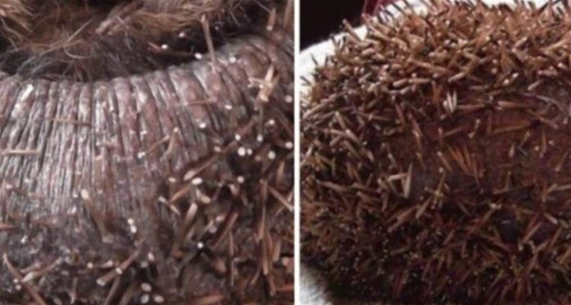 Homem encontra bola escura e peluda no chão da cozinha e fica em choque ao descobrir o que é