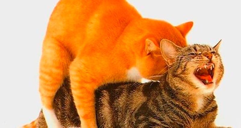 Quando você souber o motivo que os gatos gritam tanto quando estão acasalando vai ficar chocado