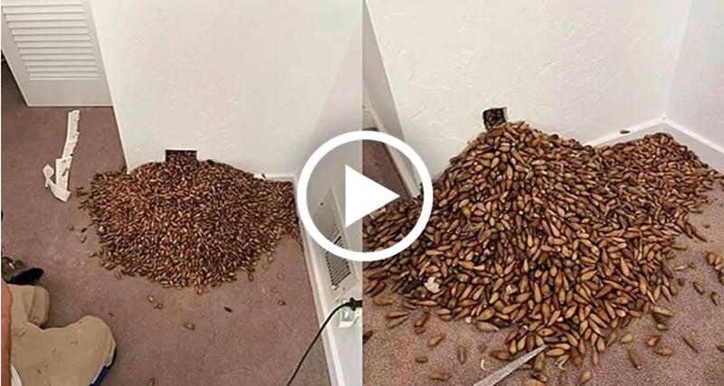 Homem ao procurar um cheiro forte na parede de sua casa, encontrou uma grande quantidade de…ver mais