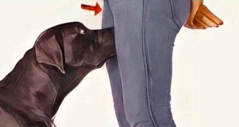 É por isso que os cachorros cheiram as ‘partes íntim4s’ das pessoas