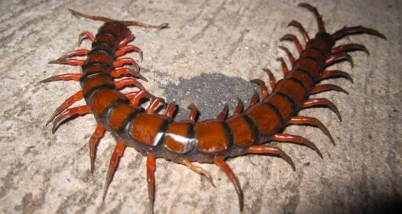 Entenda o porque você nunca deve esmagar este bichinho se o encontrar em casa