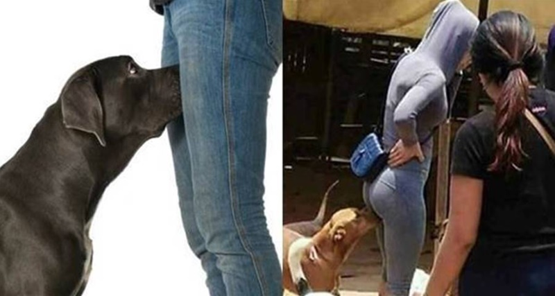 É por isso que os cachorros cheiram as ‘partes íntimas’ das pessoas e você NUNCA imaginou que… Ver mais