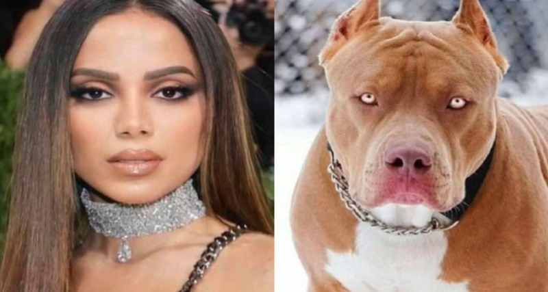 Anitta fala sobre ter relações com cachorros e sofre duras críticas….ver mais