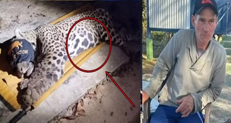 URGENTE: Onça que matou idoso acaba de ser capturada, ela estava com… Ver mais